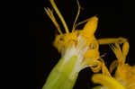 Ouachita Mountain goldenrod